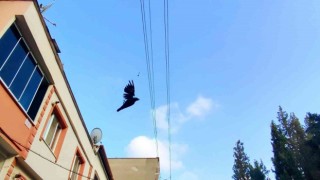 Bursada elektrik tellerine asılı kalan karga böyle kurtarıldı