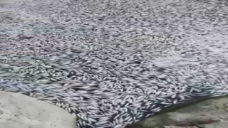 Bursada esrarengiz balık ölümleri