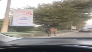 Bursanın yollarında başıboş atlar cirit atıyor