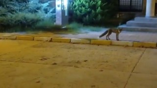 Büyükçekmecede tilki gören çocuğun heyecanı