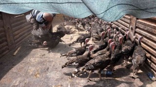 Büyükşehir Korkutelide hindi dağıttı