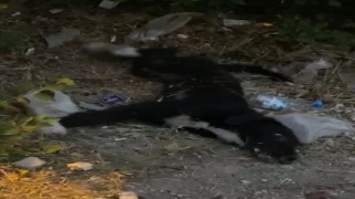 Can çekişen köpeklerin imdadına vatandaşlar yetişti