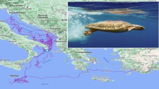 Caretta Caretta Tuba, 3 yılda 17 bin 500 kilometre yol kat etti