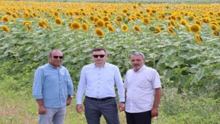 Çayırlıda Doğanın sarı gelini ayçiçeğinde hasat başladı