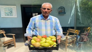 Çiftçiye örnek olsun diye dikti, dev armutlar yetiştirdi
