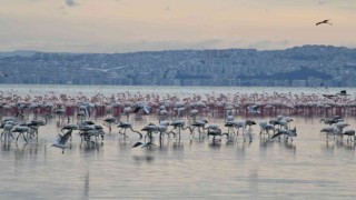 Çiğlinin pembe misafirleri Los Angelesten ödülle dönüyor