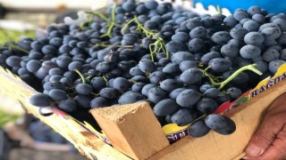 Cimin üzümü tezgahtaki yerini almaya başladı
