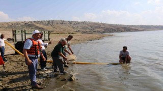 Çorumda baraj ve göletlere 900 bin sazan balığı yavrusu bırakıldı