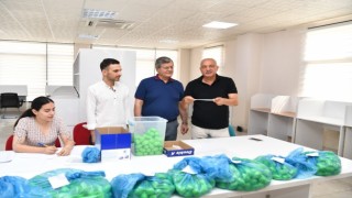 Çukurovada kreş kuraları çekildi