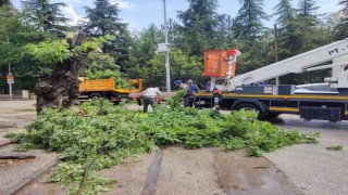 Çürük ağaç kırılarak, seyir halindeki otomobilin üzerine düştü