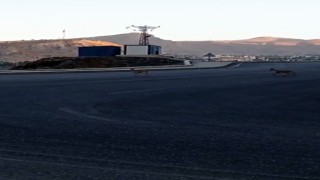 Dağ keçileri kent merkezinde görüntülendi