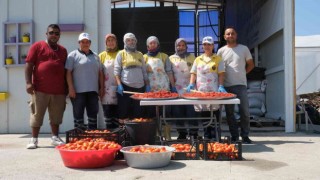 Didim Belediyesi domates hasadına başladı