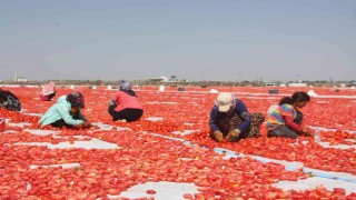 Diyarbakır Valisi Su, “2021 yılı içerisinde 127 bin 414 dekarda 376 bin 746 ton sebze üretimini gerçekleştirdik”