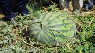 Diyarbakırda 30 bin dekarda 121 ton karpuz hasadı
