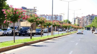 Diyarbakırda caddelere 2 bin Oya ağacı dikildi