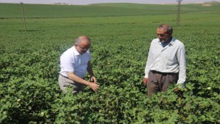 Diyarbakırda hububat hasadı bitti: İl Tarım ve Orman Müdüründen ‘anız yangını uyarısı
