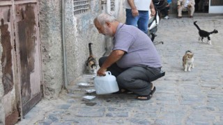 Diyarbakırda sokak hayvanlarına destek: Günde 3 bin hayvana mama dağıtılıyor