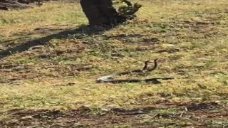 Diyarbakırda vatandaşlar dans eden 2 metrelik yılanları görüntüledi