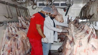 Diyarbakırdan Kuveyte kuzu eti ihracatı