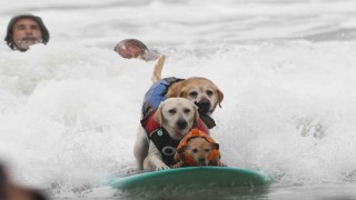 Dünya Köpek Sörfü Şampiyonasında renkli görüntüler yaşandı