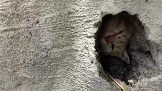Duvardaki delikte sıkışan kedi kurtarıldı