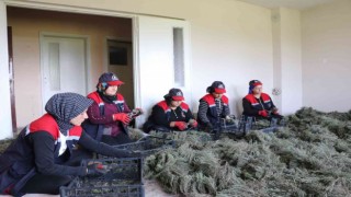 Düzcede kekik hasadı başladı