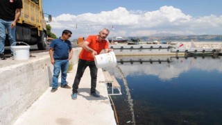 Eğirdir Gölüne 1 milyon 391 bin 500 adet yavru sazan bırakıldı