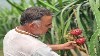 Ejder meyvesi üreticinin yüzünü güldürdü