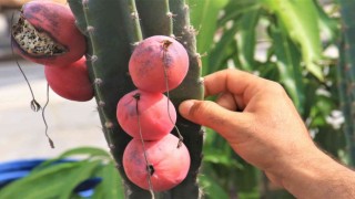 Ejder meyvesi ve Hint incirine alternatif Peru elması