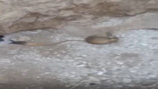 Elazığda Arap tavşanı görüntülendi