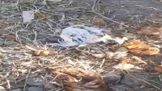 Elazığda köpekler kümese girdi, 35 tavuğu telef etti
