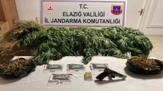 Elazığda 1 kilo esrar ve 17 kök kenevir ele geçirildi