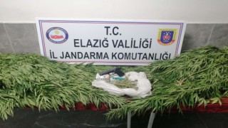 Elazığda 119 kök kenevir ele geçirildi