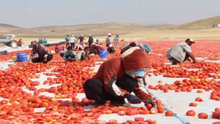 Elazığda 20 bin dekar alanda domates hasadı sürüyor
