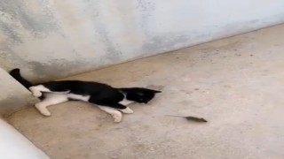 Elazığda ‘kedinin fareyle oynadığı gibi oynamak deyimi gerçek oldu