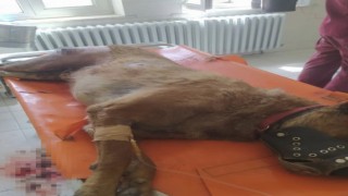 Elazığda vahşet, köpeği 7 yerinden bıçaklayıp öldürdüler