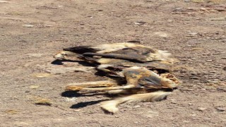 Elazığda vahşet: Köpeği yakıp cansız bedenini tarlaya attılar