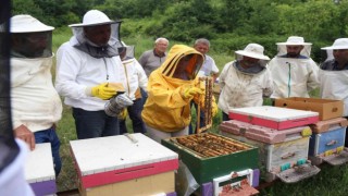Emekli olduktan sonra huzuru arılarda buldu
