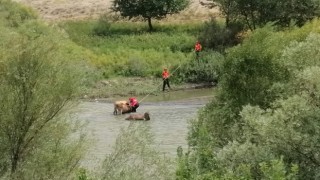 Erzincanda nehirdeki çamura batan iki ineği AFAD kurtardı