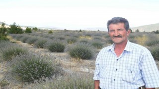 Eski linyit sahaları lavanta kokacak