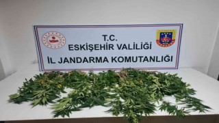 Eskişehirde 82 kök kenevir ele geçirildi