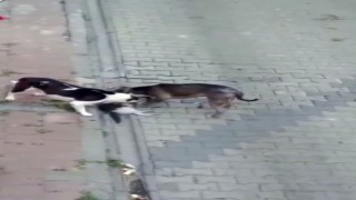 Fatihte evde beslenen pitbull köpekleri kedileri öldürdü