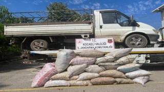 Fındık çalarken suçüstü yakalandılar