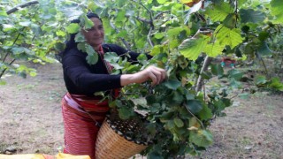 Fındıkta randıman ve kalite için hasat uyarısı