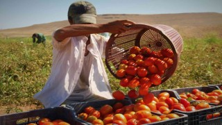 Fiyat farkını görenler neye uğradıklarını şaşırıyor: Domates tarlada 2 buçuk, markette 13 liraya satılıyor