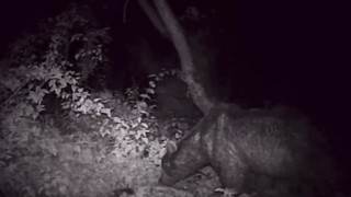 Gece vakti keyifle yemek yiyen ayı fotokapana yakalandı