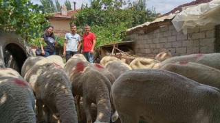 Gedizde Lacaune ırkı koyun yetiştiriciliği