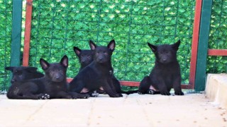 Geleceğin arama-kurtarma köpekleri böyle seçiliyor