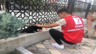 Genç Kızılay sokak hayvanlarını unutmadı