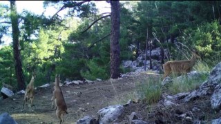 Geyiklerin doğal ortamlarındaki görüntüleri belgeselleri aratmadı